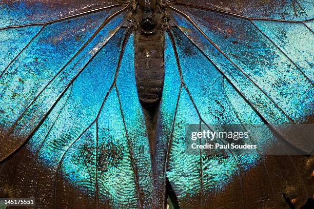 blue morpho butterfly, costa rica - insect photos et images de collection