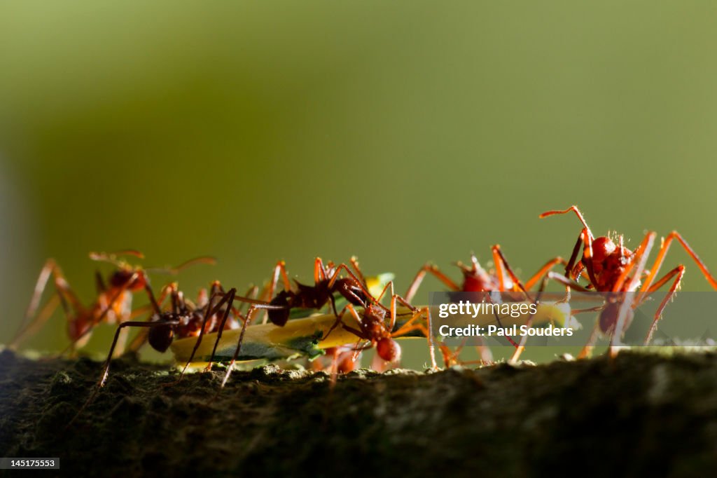 Leafcutter Ants, Costa Rica