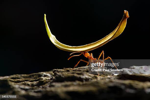 leafcutter ant, costa rica - ant carrying stock pictures, royalty-free photos & images