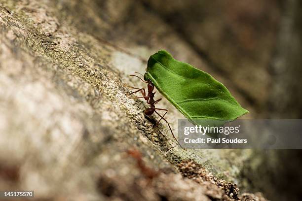 leafcutter ants, costa rica - ant close up stock pictures, royalty-free photos & images