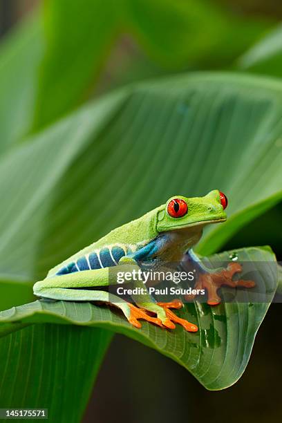 red eyed tree frog, costa rica - kikker kikvorsachtige stockfoto's en -beelden