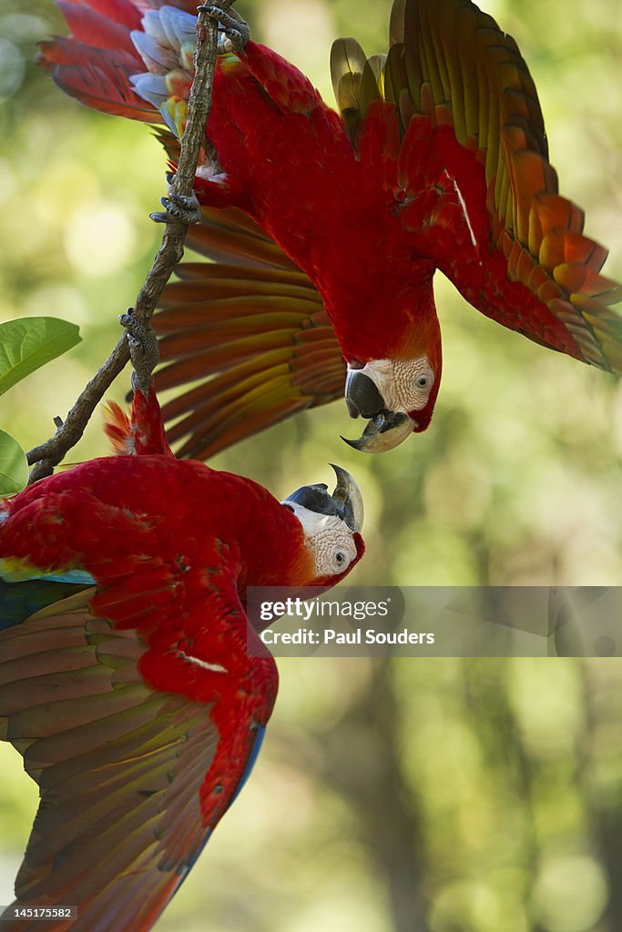Scarlet Macaws, Costa Rica