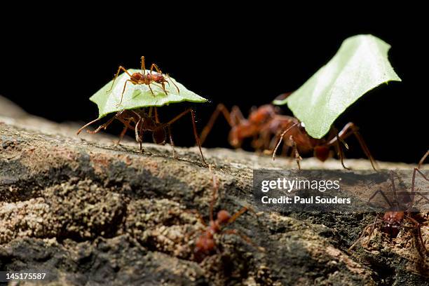 leafcutter ants, costa rica - ant carrying stock pictures, royalty-free photos & images