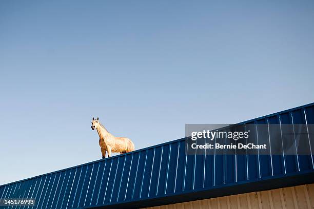 horse on a roof - horse humour stock pictures, royalty-free photos & images