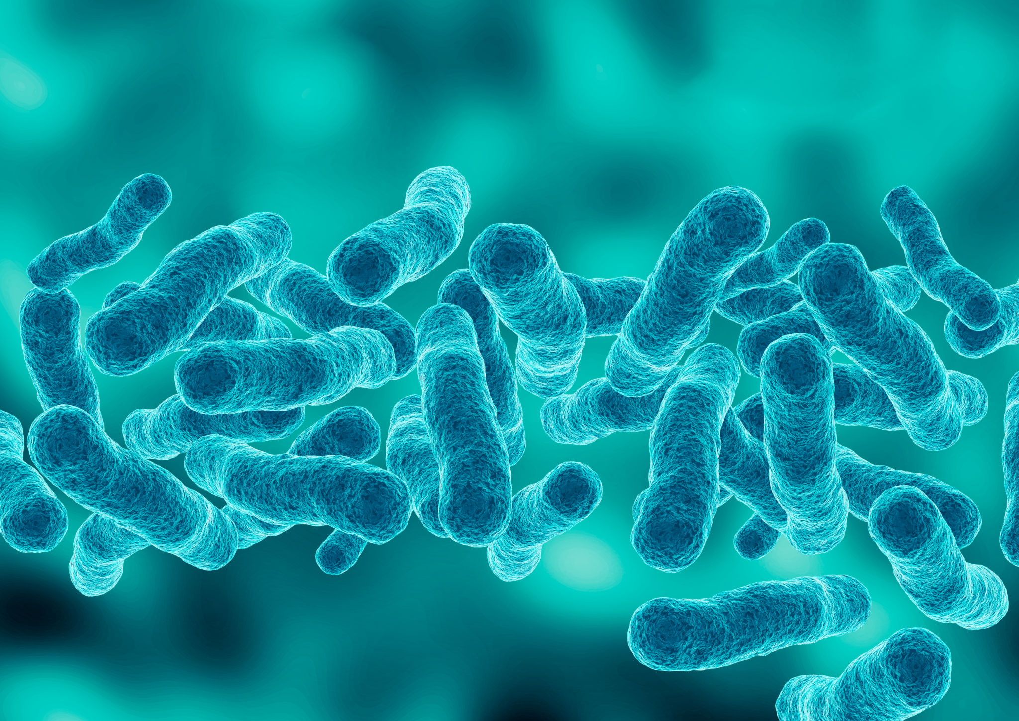 legionella bacteria