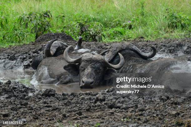 Kasese Rables Kasese District Photos and Premium High Res Pictures - Getty Images