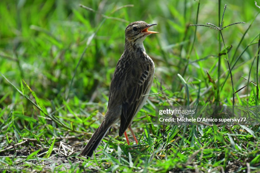 African Pipit (Anthus cinnamomeus)