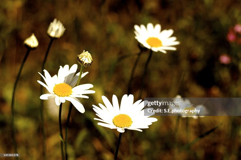 White flowers