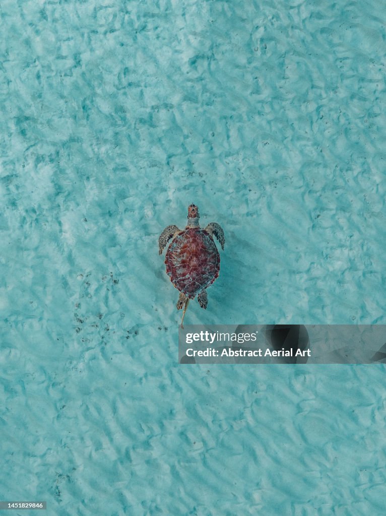 Drone shot directly above a turtle swimming in the Ocean, Exuma, Bahamas
