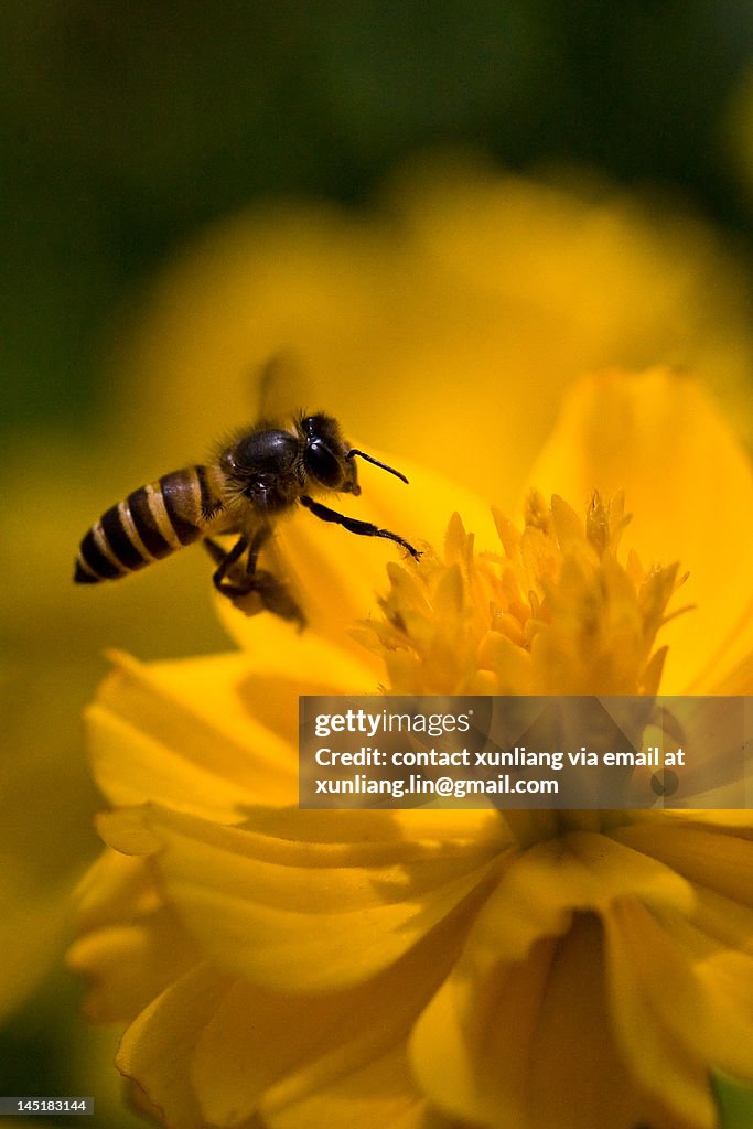 Bee and flower