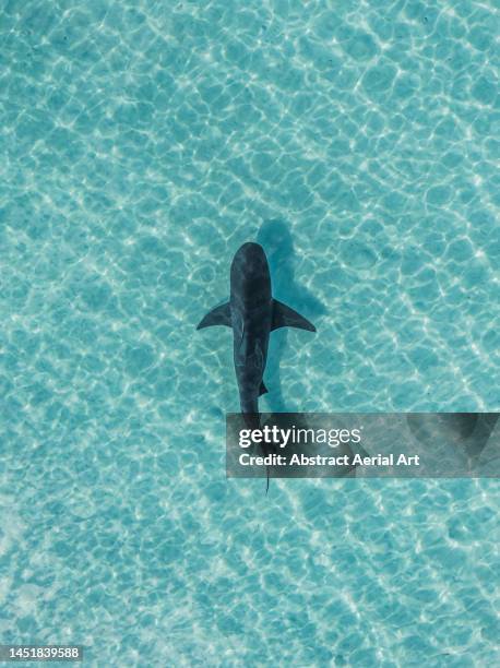 majestic drone image looking down on a shark swimming in crystal clear ocean water, exuma, bahamas - hai stock-fotos und bilder