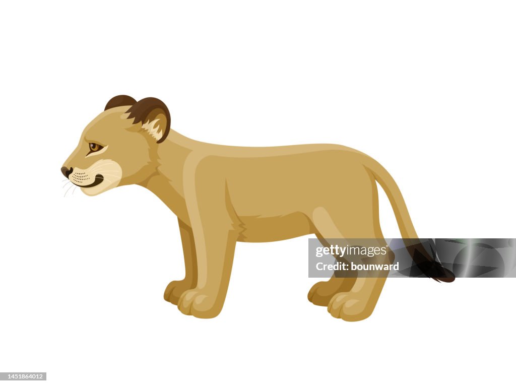 Lion cub. Side view.