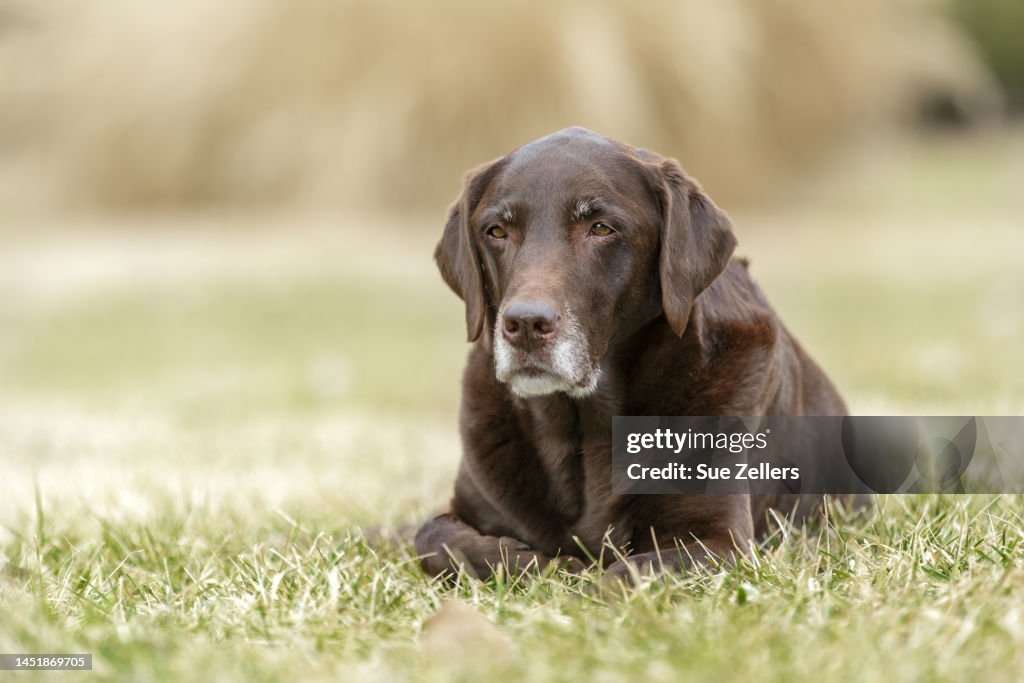 White Faced Chocolate Labrador Laying in Grass
