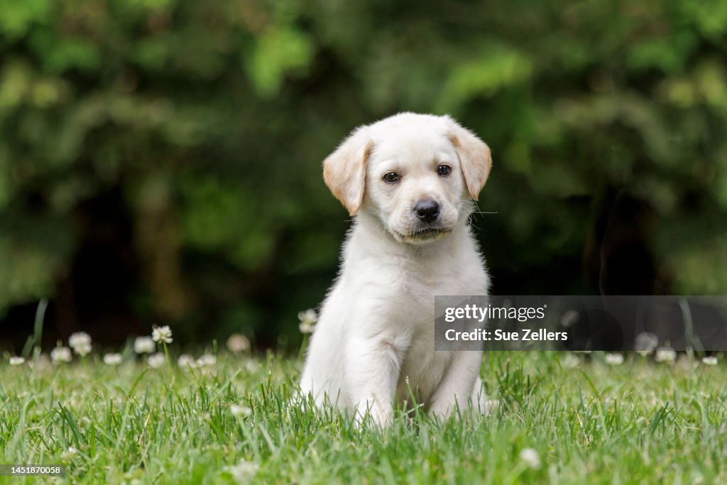 7 Week Old Yellow Labrador Puppy