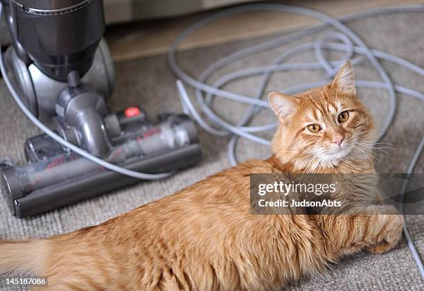 cheveux problème pour les animaux de compagnie - mue photos et images de collection