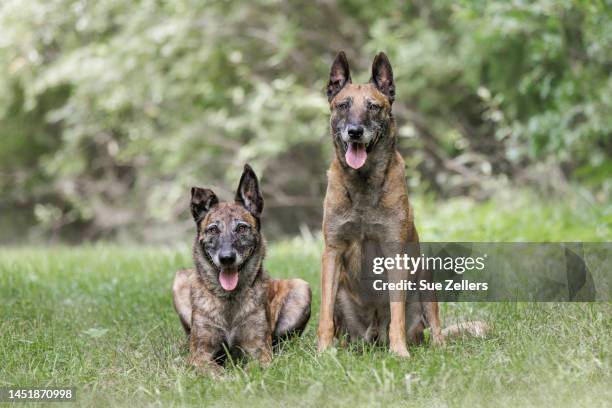 dutch shepherd and a belgian malinois in the woods - belgian malinois 個照片及圖片檔