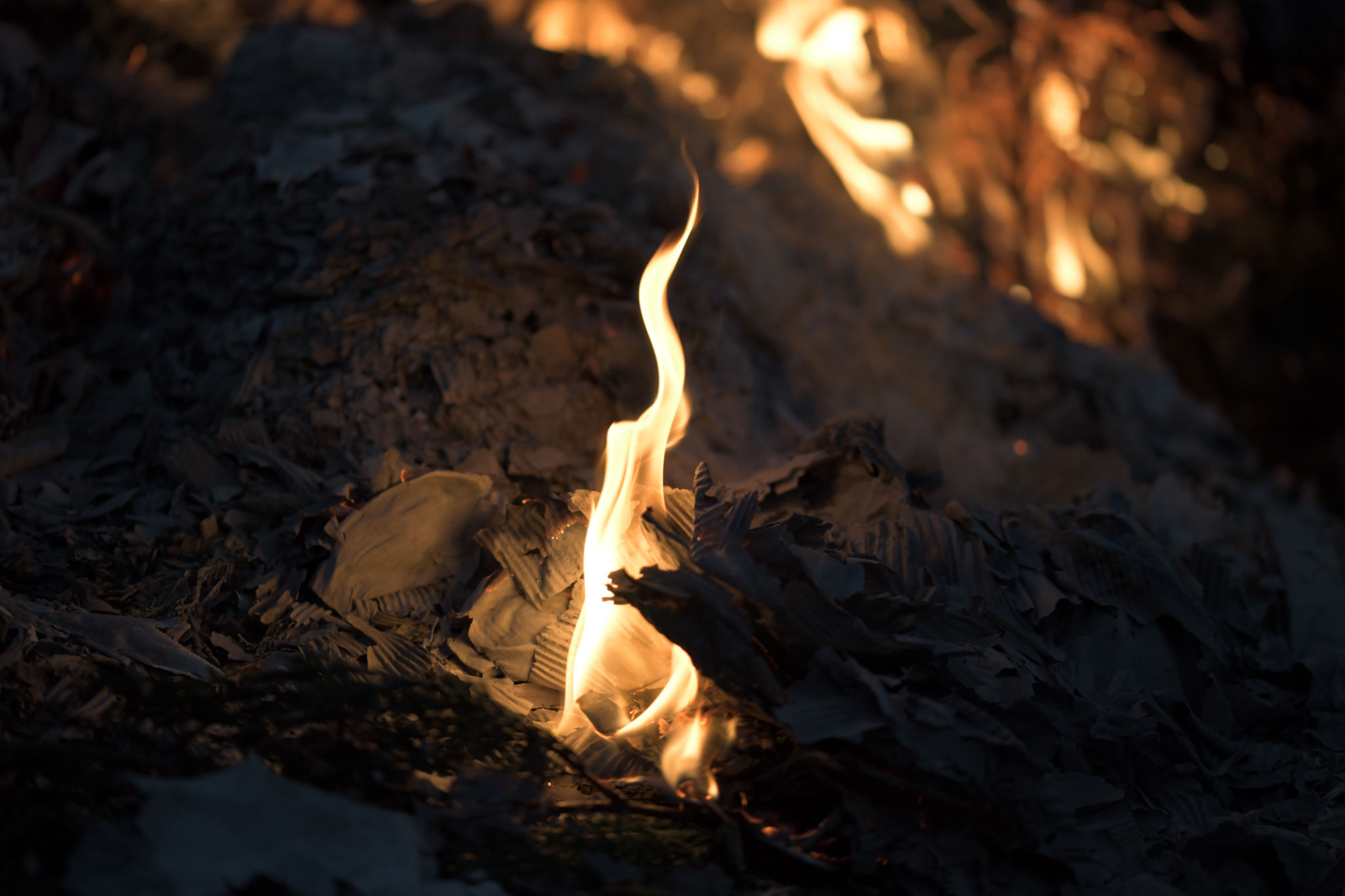 A fragile dainty yellow flame curving vertically, forefront of a bonfire, fire, flames, burning A fragile dainty yellow flame curving vertically, forefront of a bonfire, fire, flames, burning