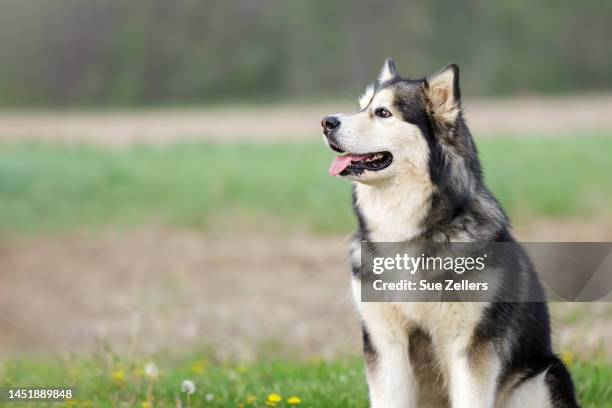 alaskan malamute sitting in a field - chien de traineau photos et images de collection