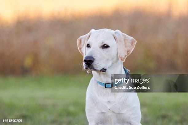 head portrait of a yellow labrador puppy in a field - labrador retriever stock-fotos und bilder