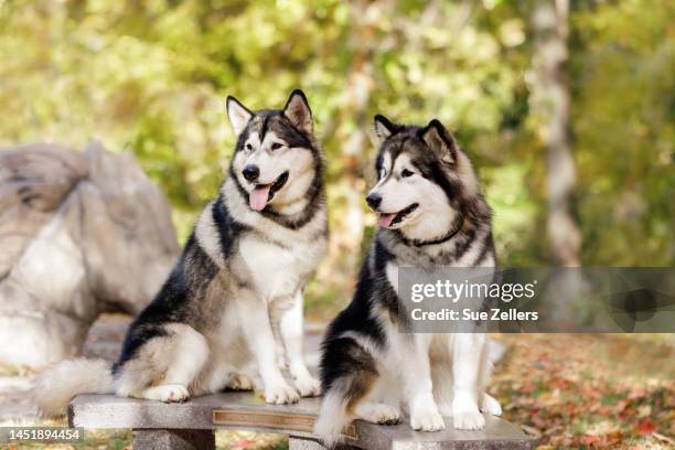 two alaskan malamute dogs sitting on a bench - malamute stock pictures, royalty-free photos & images