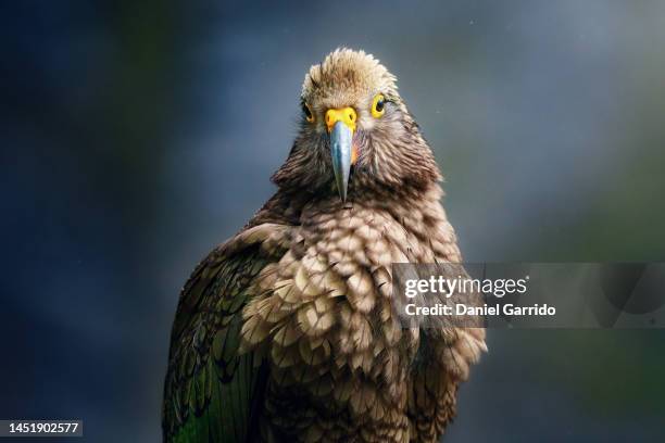 portrait of a kea or kaka, new zealand alpine parrot, portrait of the most famous alpine parrot in the world, wildlife photography, special edition - endangered species bird stock pictures, royalty-free photos & images