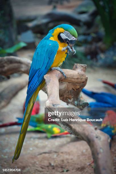 macaw bird 1 - foz do iguacu photos et images de collection