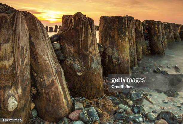 wooden groynes on the beach at sunset - groyne stock-fotos und bilder