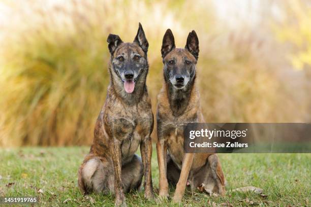 dutch shepherd and belgian malinois sitting in a field - belgian malinois stock pictures, royalty-free photos & images