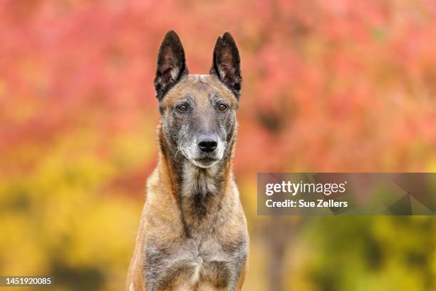 belgian malinois headshot with autumn tree colors - belgian malinois 個照片及圖片檔