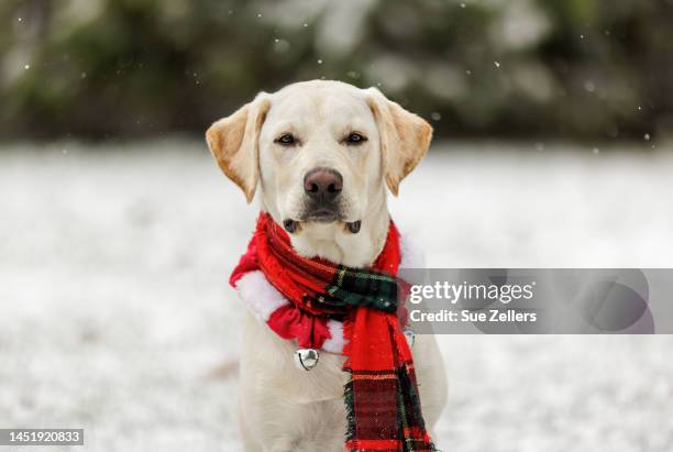 yellow labrador puppy headshot with christmas scarf - christmas scarf photos et images de collection