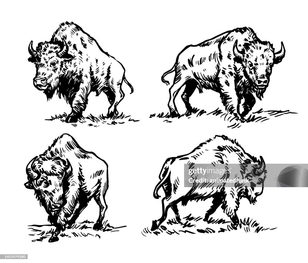 American Buffalo Bison Handgezeichnete Illustrationen
