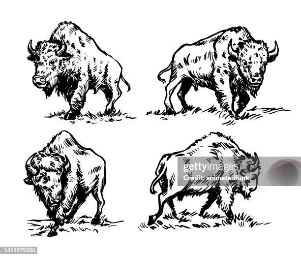 stockillustraties, clipart, cartoons en iconen met american buffalo bison hand-drawn illustrations - amerikaanse bizon