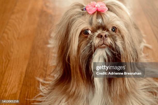 long haired shih tzu - shih tzu stock pictures, royalty-free photos & images