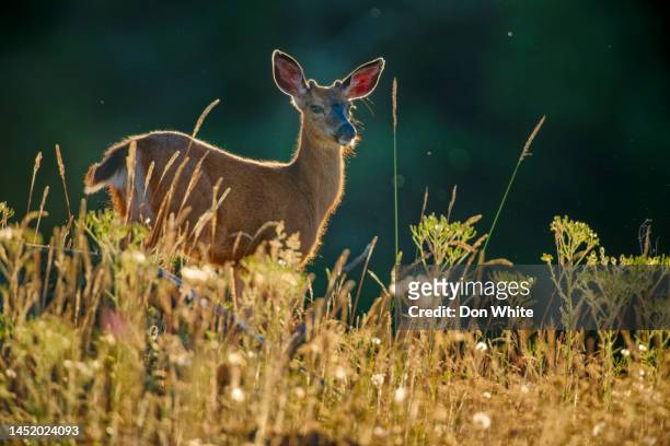 vancouver island british columbia - mule deer stock pictures, royalty-free photos & images