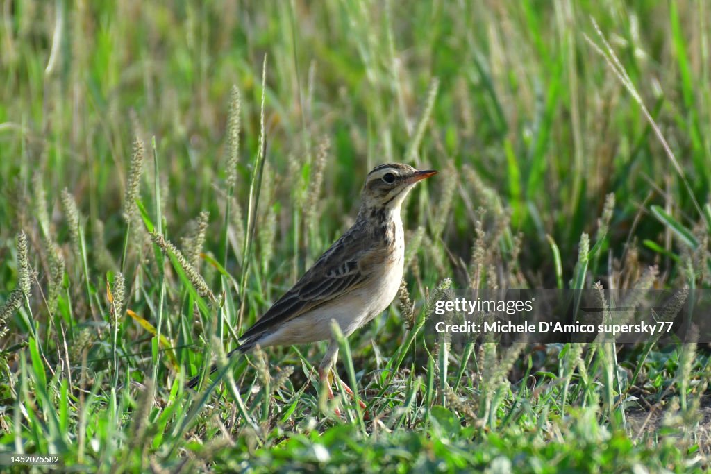 African Pipit (Anthus cinnamomeus)