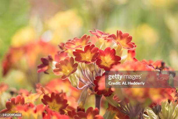 orange primulas flowering in a garden - primavera prímula - fotografias e filmes do acervo