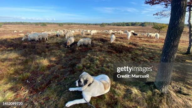 livestock guardian dogs at work - veluwe stock pictures, royalty-free photos & images