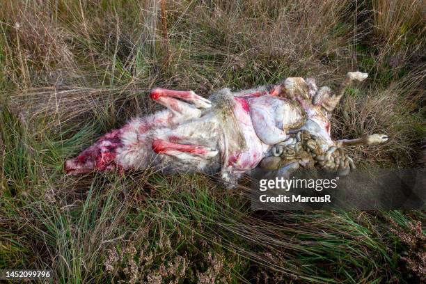 sheep killed by wolf - veluwe stock pictures, royalty-free photos & images