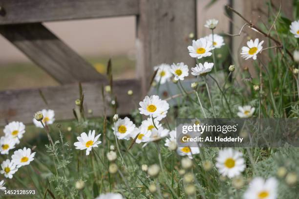 marguerite daisies by a wooden gate - rustic garden gates stock pictures, royalty-free photos & images