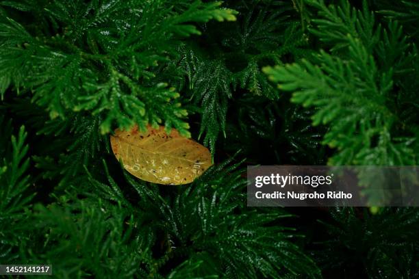 fresh wet selaginella fern and falling leaf - lycopodiaceae stock pictures, royalty-free photos & images