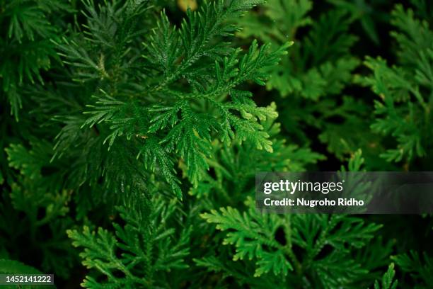 green selaginella fern leaves - lycopodiaceae stock pictures, royalty-free photos & images