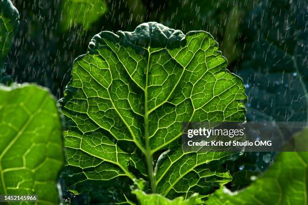 green kale leaf in the rain - clorofila fotografías e imágenes de stock