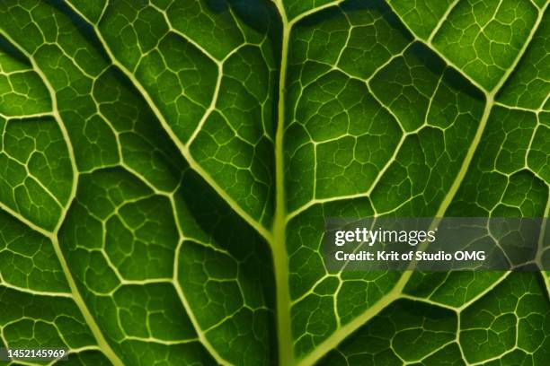 close-up view of the green kale leaf - detalle de primer plano fotografías e imágenes de stock