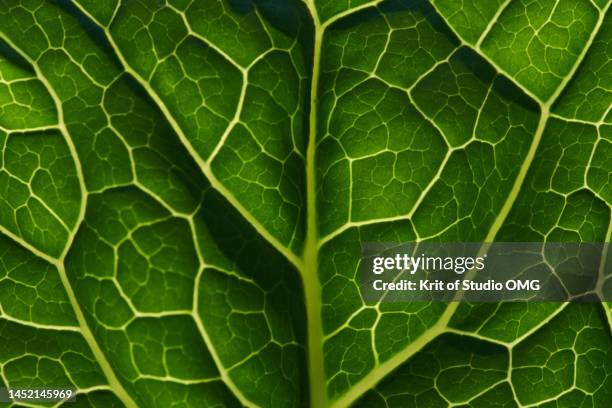 close-up view of the green kale leaf - cabbage leafs stockfoto's en -beelden