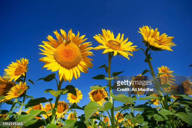 sunflowers towards sun - michigan farm stock pictures, royalty-free photos & images