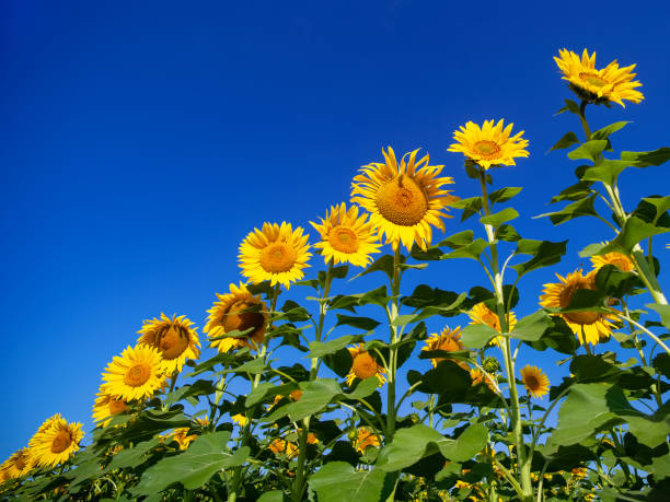 sunflowers in row - spring landscape stock pictures, royalty-free photos & images