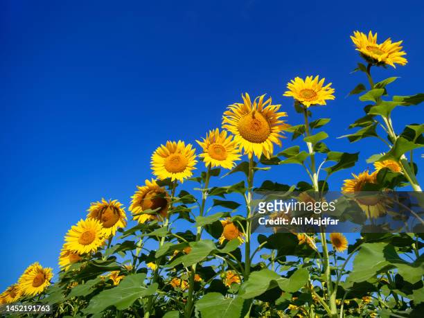 sunflowers in row - ohio landscape stock pictures, royalty-free photos & images