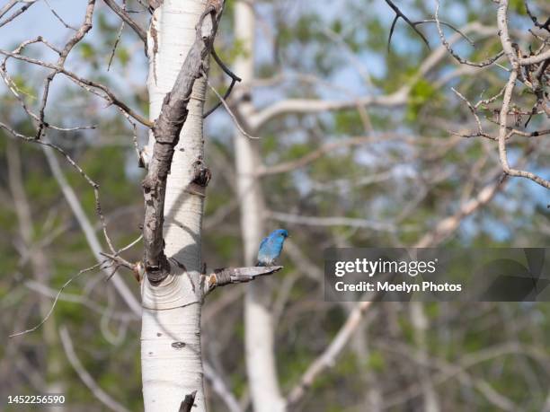 mountain bluebird perching on a tree - berghüttensänger stock-fotos und bilder