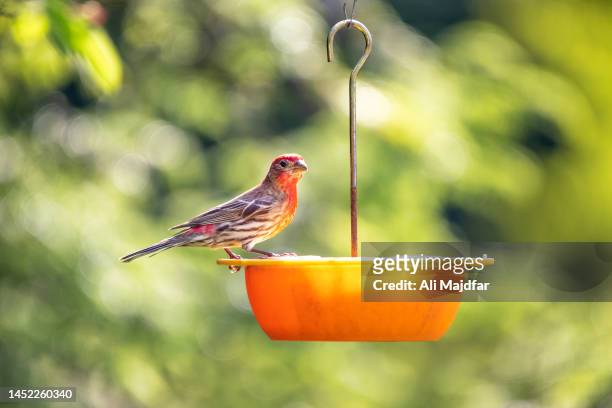 american rosefinch - bird feeder stock pictures, royalty-free photos & images