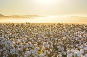 Beautiful landscape of a cotton field on the sunrise in Mexico